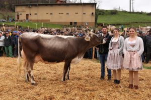 Schneuter ltere Khe Braunvieh STEFANIE CH 120.1074.8674.2 DIDIER Schuler Bruno Diezigenstrasse 5 Steinerberg